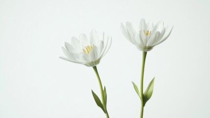 Fototapeta premium Colorful two spring flowers on white background. Wild flowers, spring grass seamless pattern 3d realistic. Minimal scene for model products, stage showcase, promotion display, 3D.