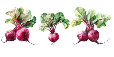 Beetroot, watercolor illustration. A set of watercolor vegetables.
