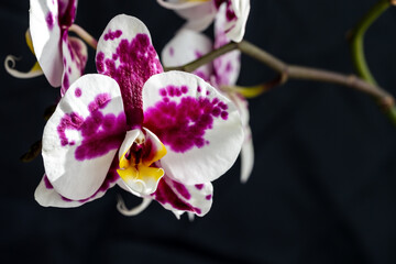 Close-up of a beautiful orchid with white and purple petals