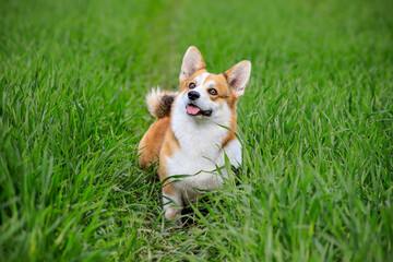 cute red and white Pembroke Welsh Corgi male dog outdoors