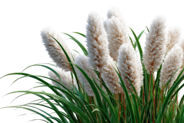 White Pampas Grass: A close-up of white pampas grass, a popular choice for its elegant feathery plumes and striking visual appeal. Its green blades provide a textural contrast to the fluffy.