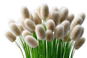 Fluffy Bunny Tails: A close-up captures the delicate beauty of bunny tails, a unique grass with soft, fluffy seed heads, showcasing nature's whimsical artistry.