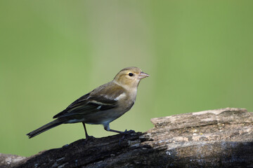 Close-up of a female chaffinch