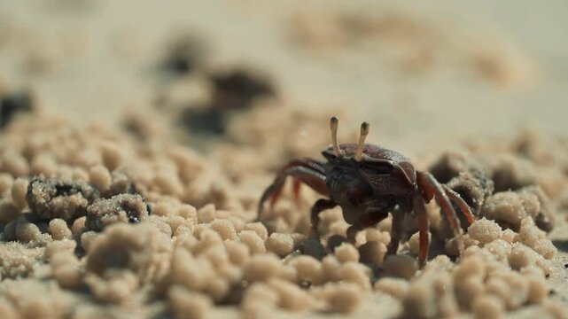 Crabe violoniste mauve &eacute;mergeant du sable jaune pour se nourrir, film&eacute; en macro avec flou de mouvement en Casamance, &agrave; vitesse normale, dans un environnement naturel tropical
