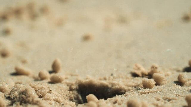 Crabe violoniste mauve &eacute;mergeant du sable pour se nourrir, film&eacute; en macro avec flou de mouvement en Casamance, &agrave; vitesse normale, dans un environnement naturel tropical