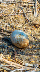 A bird egg rests in a large nest of branches against a desert backdrop