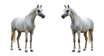 Symmetrical White Horses on White Background Showcasing Speckled Coats and Elegant Posture