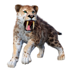 Obraz premium 3D Rendering Saber Toothed Tiger on White