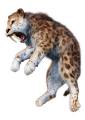 Fototapeta premium 3D Rendering Saber Toothed Tiger on White
