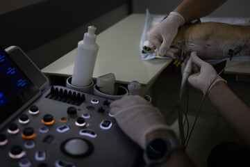 Veterinarians perform an ultrasound examination of a dog's heart in a veterinary clinic, using advanced medical equipment for accurate diagnosis and treatment. Heart ultrasound in a dog.
