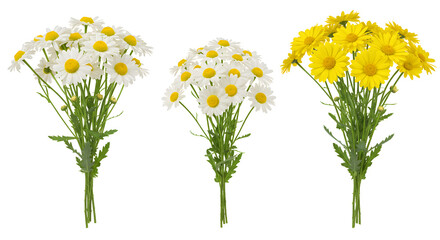 Fototapeta premium Three Daisy Bouquets with White and Yellow Petals on White Background
