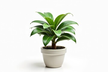 Obraz premium A small potted plant with broad green leaves in a white ceramic pot against a plain white background.