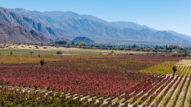 Aerial view of vineyards in Cafayate, Salta, Argentina.