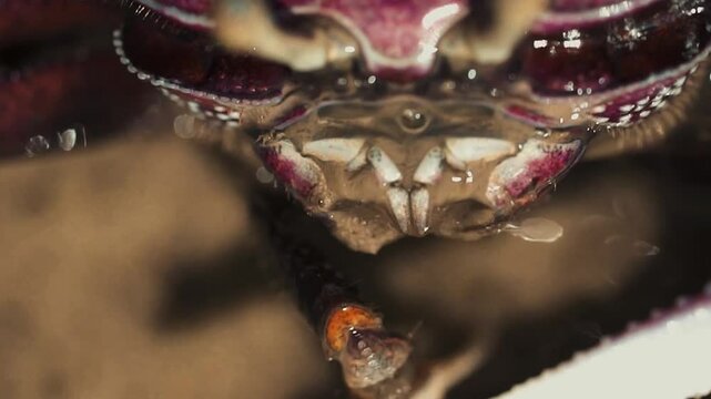 Crabe violoniste mauve en gros plan macro au ralenti en Casamance, mangeant avec sa pince droite, des bulles sur le visage et des poils visibles sur un sol humide de mangrove