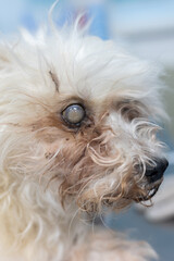 Glaucoma of the eye in a dog. Close-up of a white dog with glaucoma receiving medical care at a veterinary clinic, highlighting the importance of animal health and eye disease treatment.