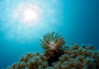 サンゴ礁で輝く 愛らしいウミウシ 神秘的深海 穏やか水中世界