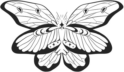 Fototapeta premium butterfly