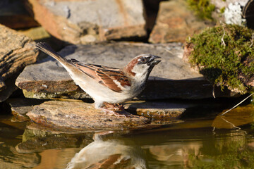 Close-up of a sparrow drinking water from a pond