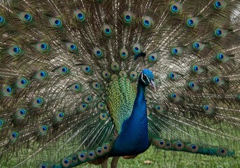 Obraz premium 鮮やか羽根広げ誇る孔雀 優雅な姿