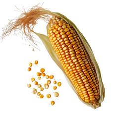 corn cob on the cob isolated on white and transparent background. PNG cutout. corn cob, corn on the cob, sweet corn, isolated corn, corn cob isolated, corn PNG, cutout corn, transparent background,