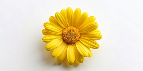 Obraz premium Aerial View of Vibrant Yellow Daisy Bloom Isolated on White Background