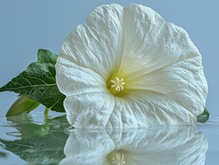 White flower reflected in shallow water