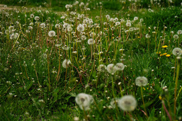 dandelions in the grass