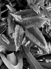 Berberis nervosa, commonly known as dwarf Oregon-grape, Cascade barberry, Cascade Oregon-grape, or dull Oregon-grape