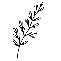 Line drawing of various flowers , clipart, transparent, png, element