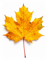 Obraz premium Close up beautiful yellow maple leaf element