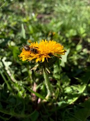 bee on a dandelion