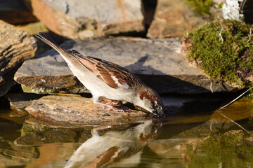 Close-up of a sparrow drinking water from a pond
