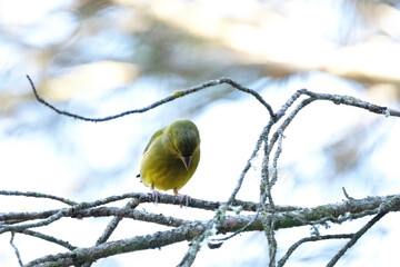 Mirando hacia a bajo desde lo alto del pino, un Verderón común (Chloris chloris)