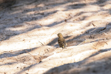 En la arena acaba de aterrizar un Verdecillo o serín verdecillo (Serinus serinus) para dirigirse a la charca