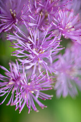 Abstract Close up of Magenta Pink Flowers of Columbine Meadow-rue