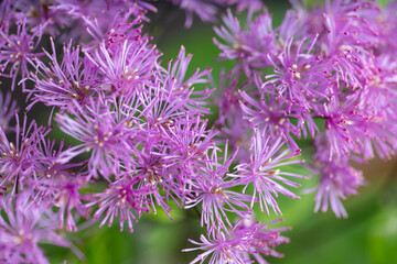 Abstract Close up of Magenta Pink Flowers of Columbine Meadow-rue