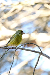 Un majestuoso Verderón común (Chloris chloris) posado  en la rama