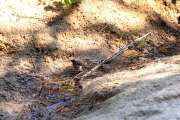 Dándome la espalda una Currucas cabecinegra (Sylvia melanocephala)