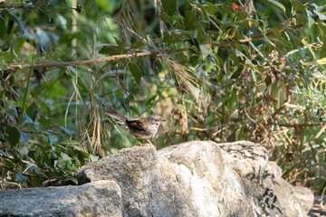 En la piedra una hermosa Currucas cabecinegra (Sylvia melanocephala)