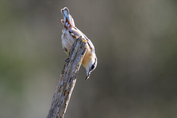 Close-up of a blue nuthatch on a tree trunk