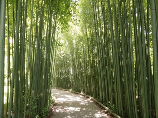 peaceful bamboo forest pathway, Ai Generate.