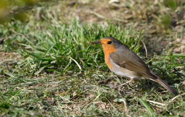 Close-up of a robin eating a spider