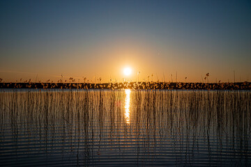 Fototapeta premium Golden hues light the horizon as the sun sets, shimmering reflections dancing on the reeds