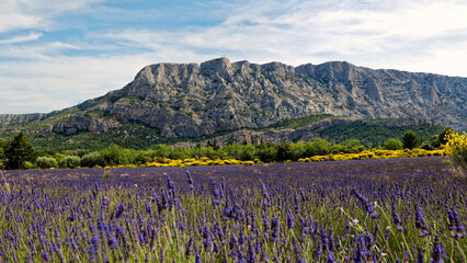Lavande Sainte victoire