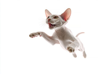 Obraz premium A Sphynx cat, bald with pinkish skin, mid-air flight pose, open mouth yawnhowl, wide eyes looking upwards, studio lighting, shallow depth of field - AI-Generated