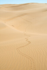 Reptile tracks winding through golden sand dunes in the Kyzylkum Desert