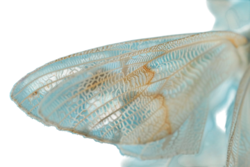 Macro Shot of a Small Moth's Wings Displaying Fine Details and Translucent Patterns Varient 3