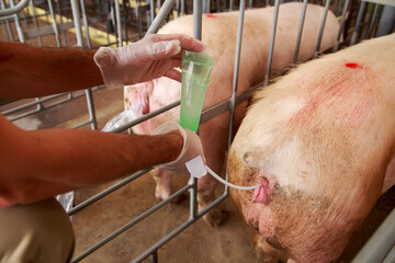 Zootechnician Performing Artificial Insemination in Sow Using Semen Straw