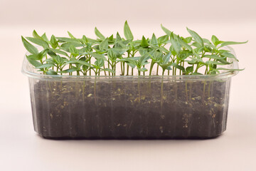 Plant seedlings bloom under natural light on a light background.