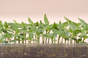Plant seedlings bloom under natural light on a light background.